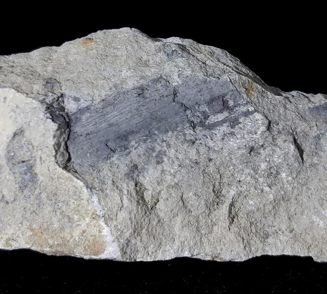 Zapfen von Metasequoia sp. HU & CHENG 1948 - Bild © FossNet FossilienStore